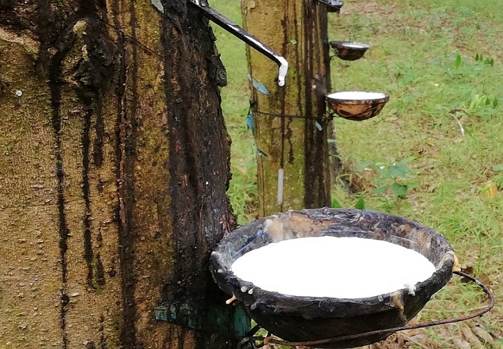 Cao su tự nhiên và cao su tổng hợp khác nhau như thế nào?