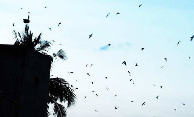 Cơn sốt xây dựng nhà nuôi yến