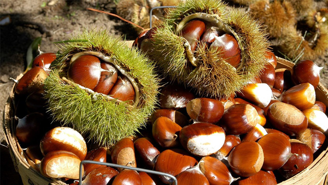Dinh dưỡng trong hạt dẻ