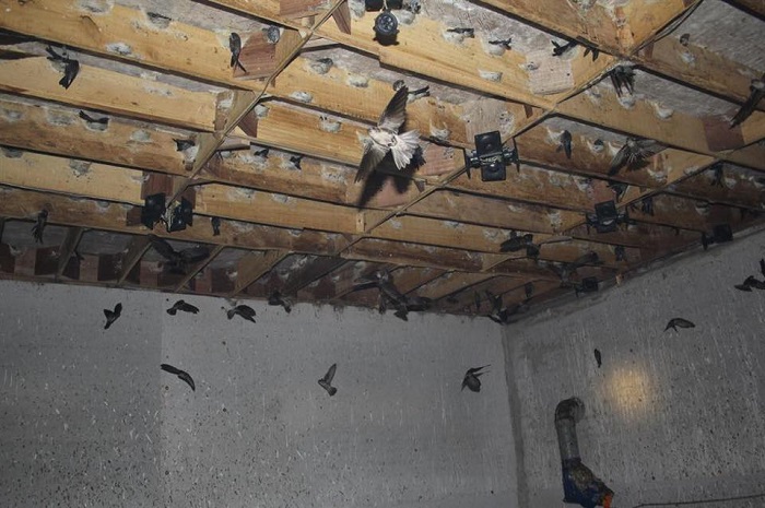 Kinh nghiệm xây nhà nuôi yến