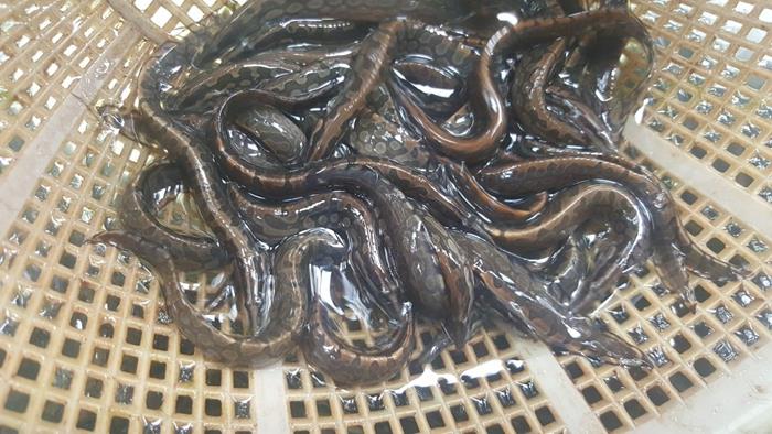 Kỹ thuật nuôi cá chạch lấu trong be xi măng đạt năng suất cao