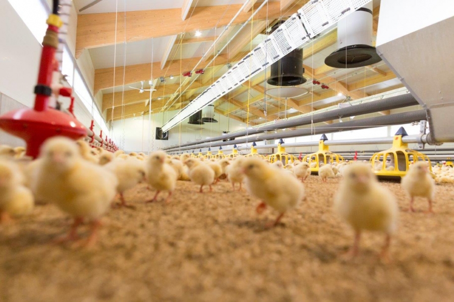 Tại sao nên lắp quạt thông gió trang trại?