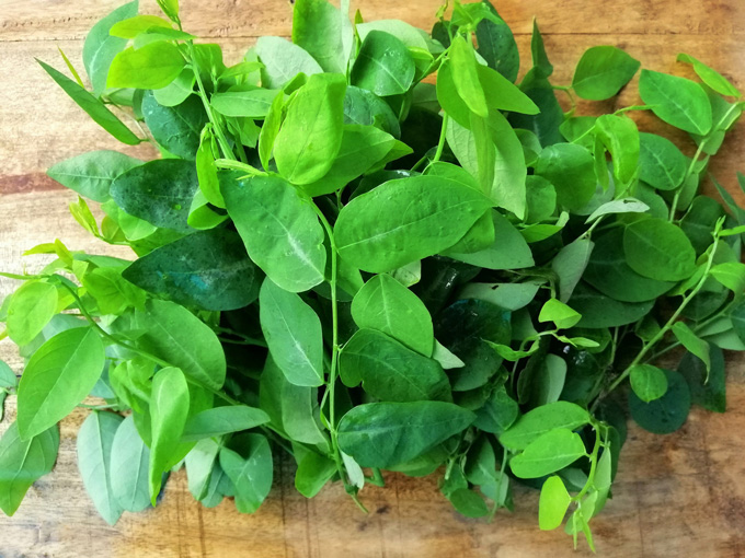 Rau ngót có tác dụng gì