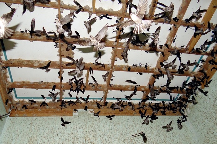 Xây nhà nuôi yến