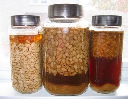 Hướng dẫn cách làm tương hột chay