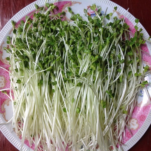 Cách làm món salad rau mầm chay tươi ngon