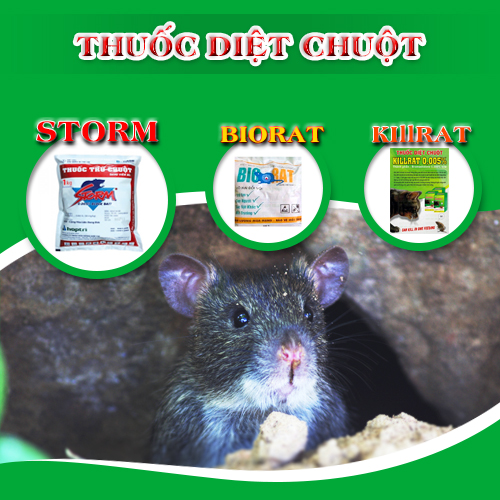 Cách diệt chuột trên đồng ruộng