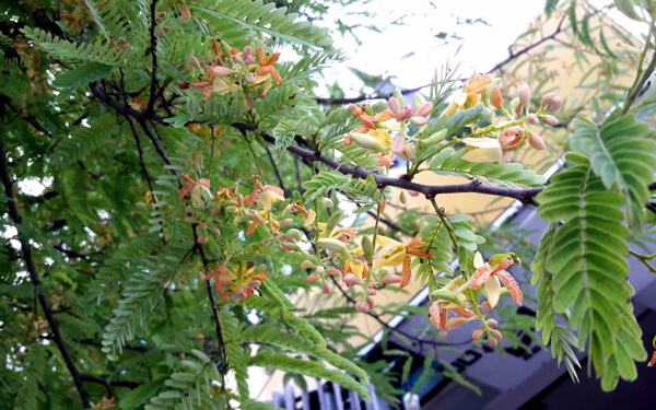 Cách nấu canh chua lá me non ngon nhất